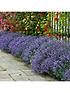  image of english-lavendar-munstead-x-12-plug-plants