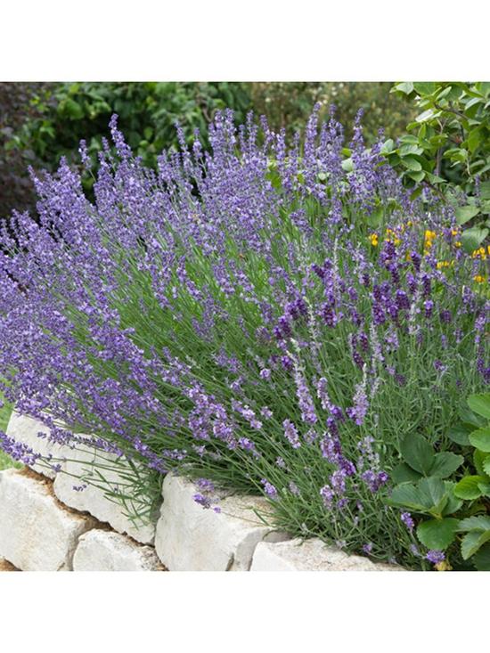 stillFront image of english-lavendar-munstead-x-12-plug-plants