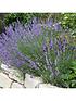  image of english-lavendar-munstead-x-12-plug-plants