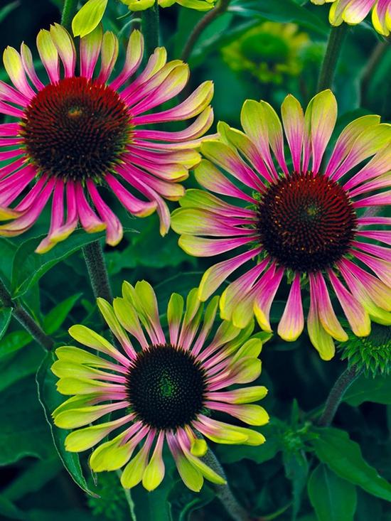 front image of echinacea-green-twister-3-garden-ready-plants