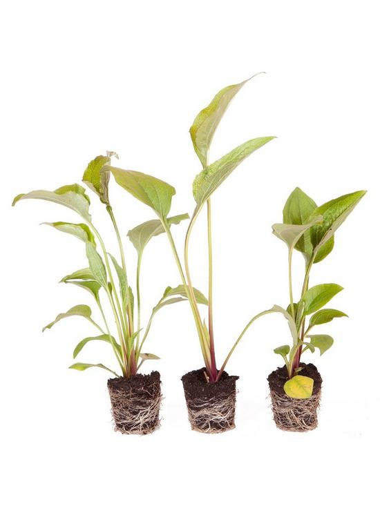 stillFront image of echinacea-green-twister-3-garden-ready-plants
