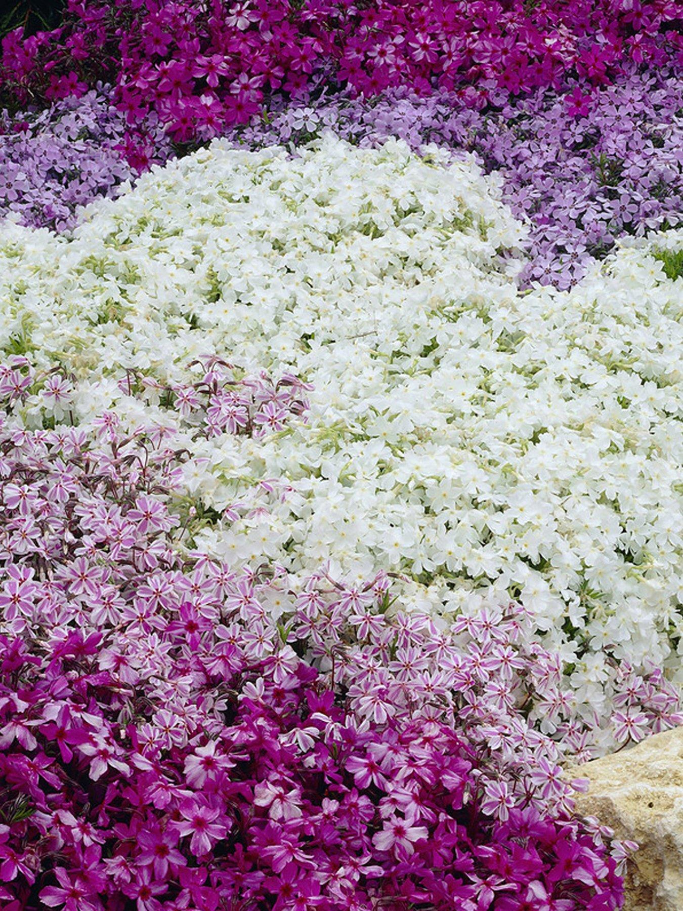 You Garden Carpet Phlox collection x 12 plugs