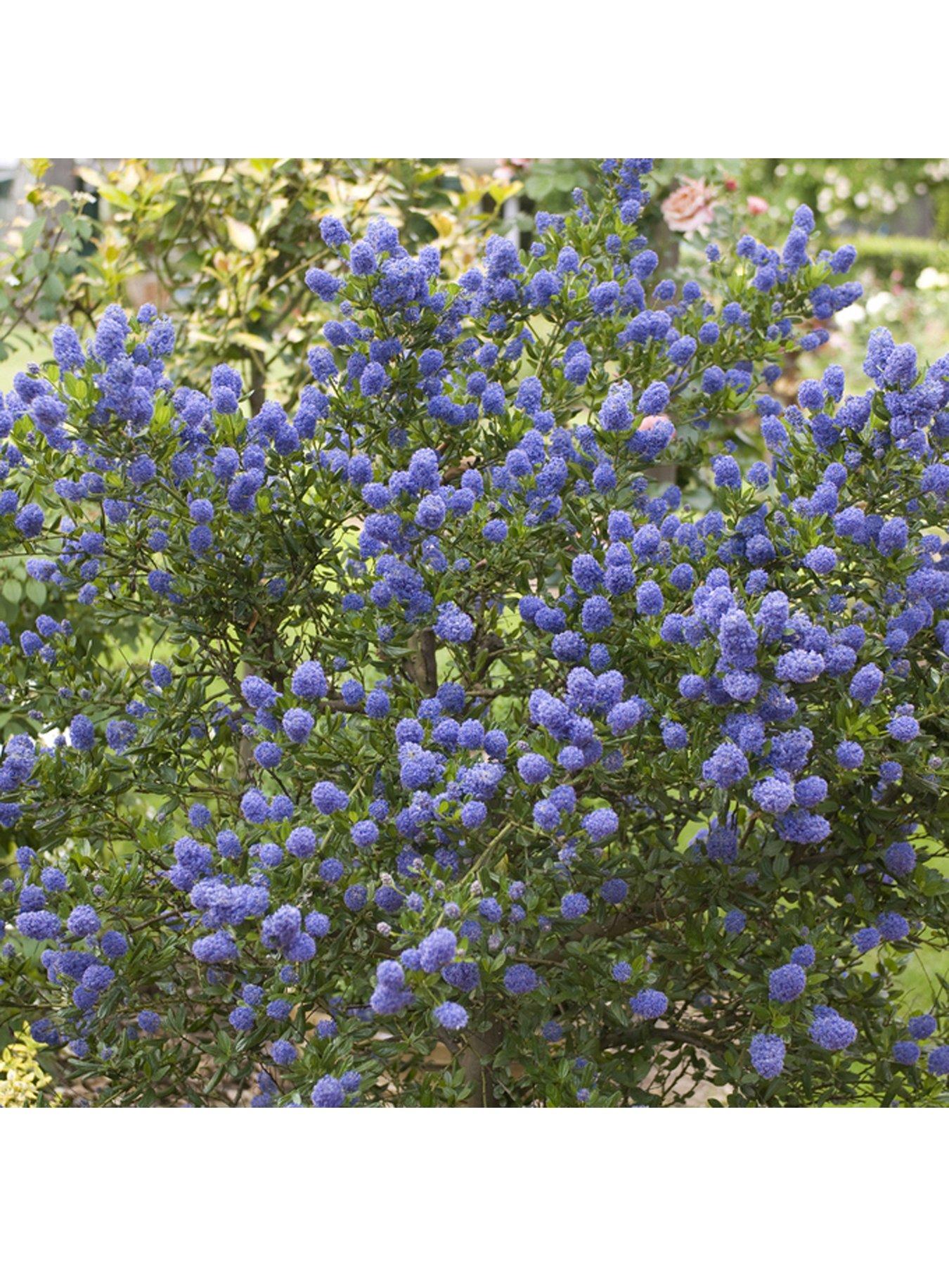 Image 2 of 5 of You Garden Pair Ceanothus Standards 90cm