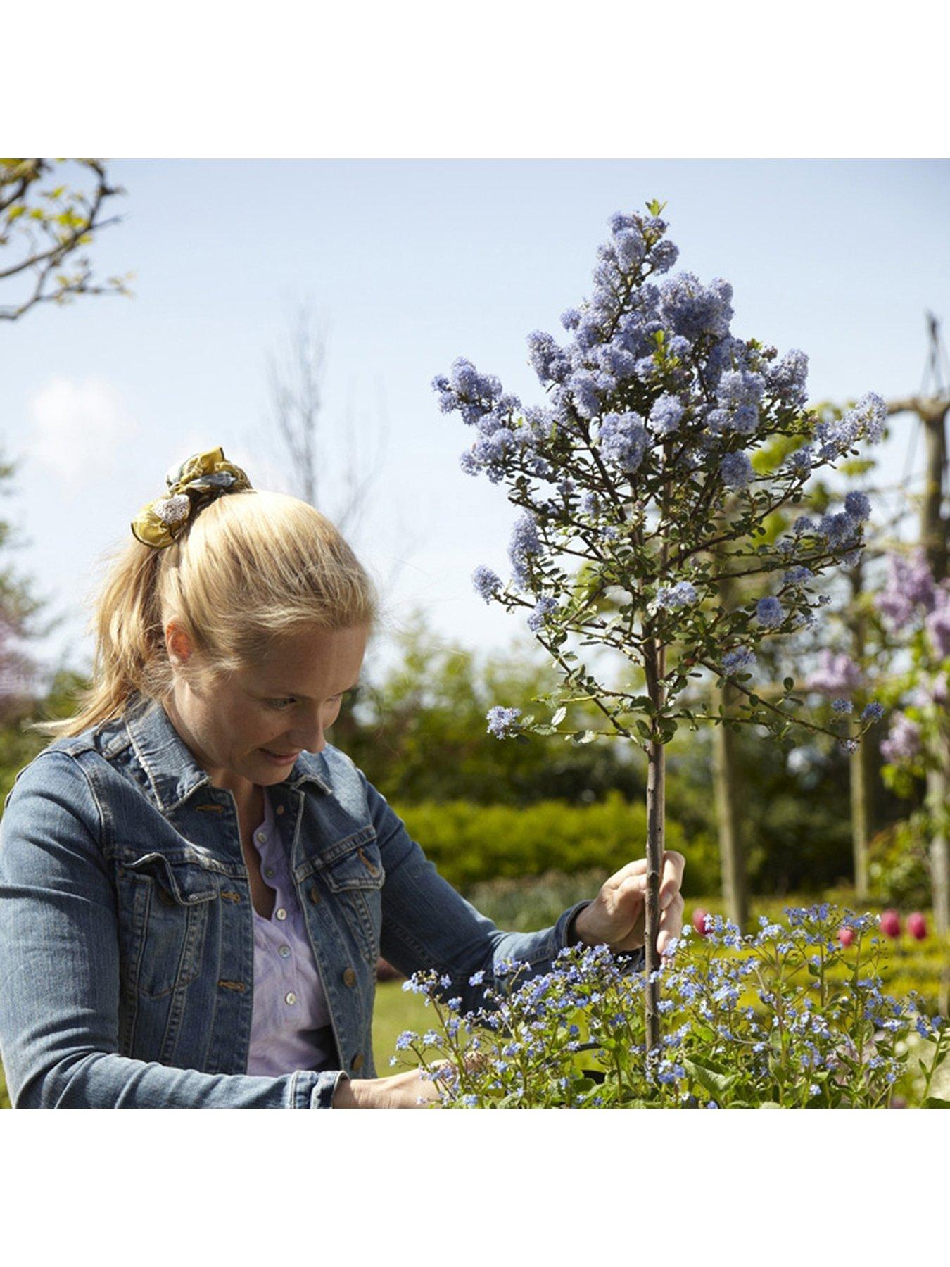 Image 3 of 5 of You Garden Pair Ceanothus Standards 90cm