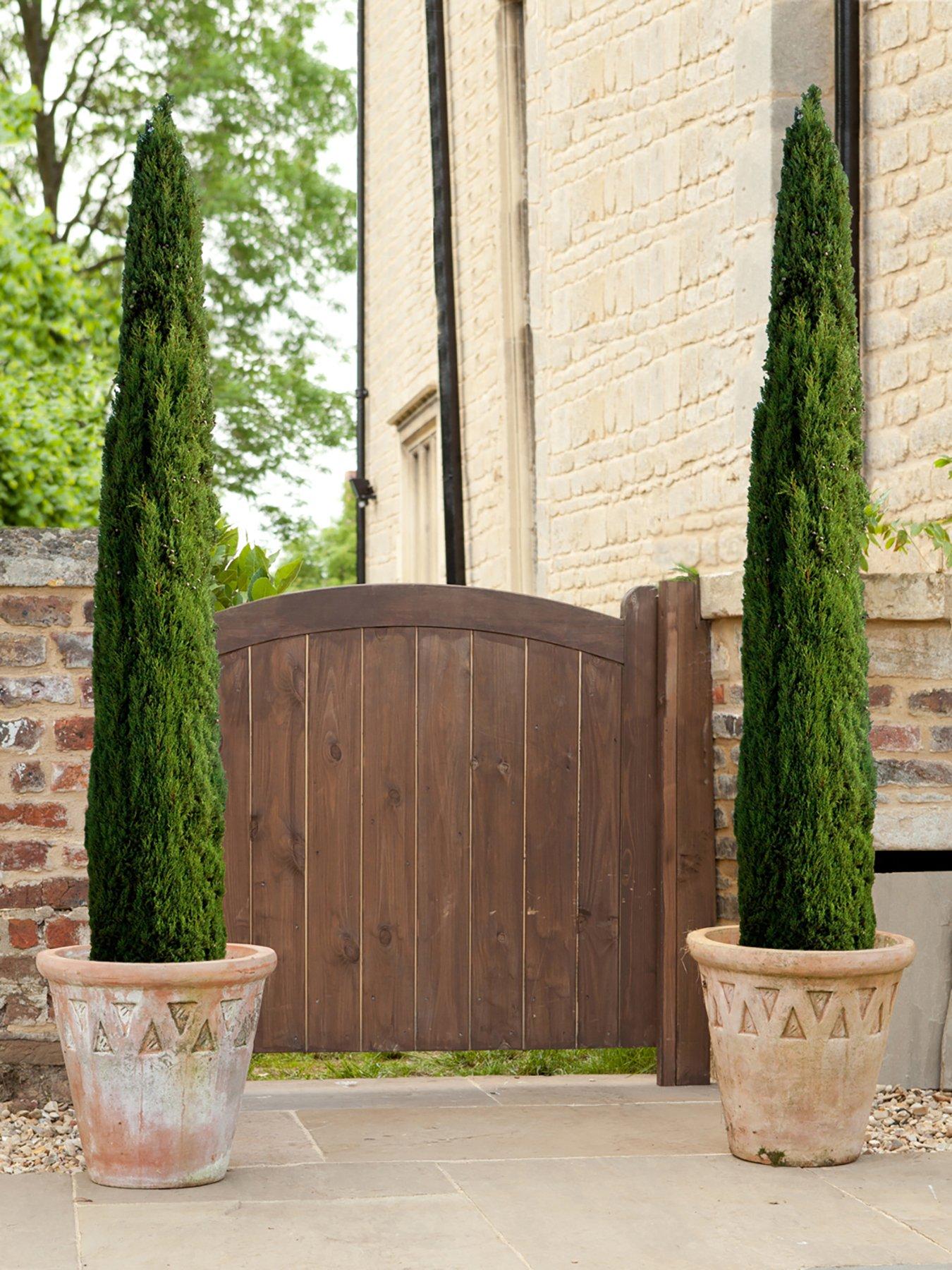 You Garden Pair of Italian Cypress trees 60 -80cm tall