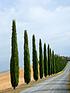  image of pair-of-italian-cypress-trees-60--80cm-tall
