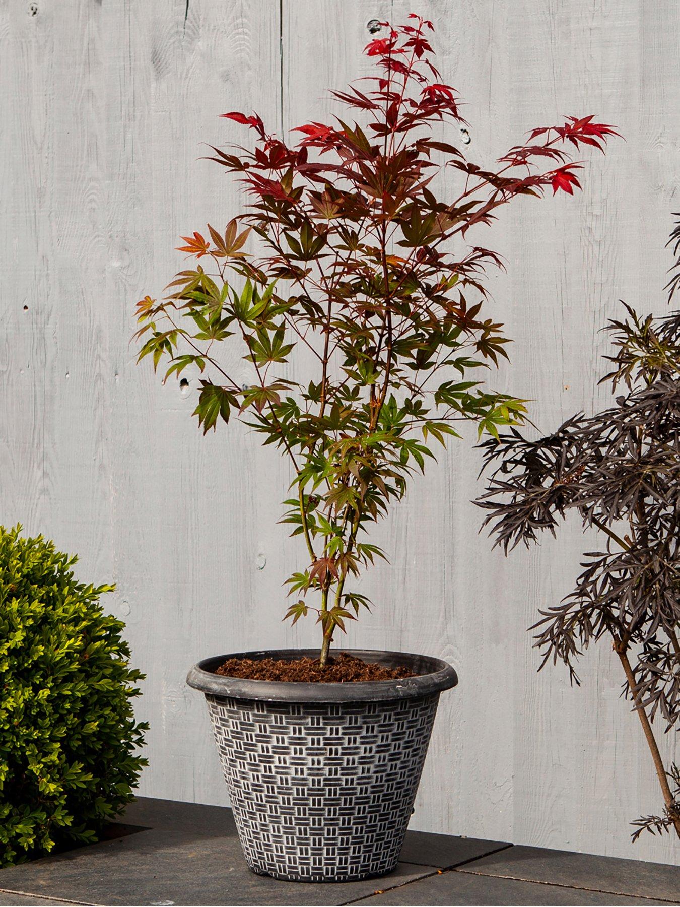  image of you-garden-acer-atropurpureum-red-maple-3l-60cm-tall