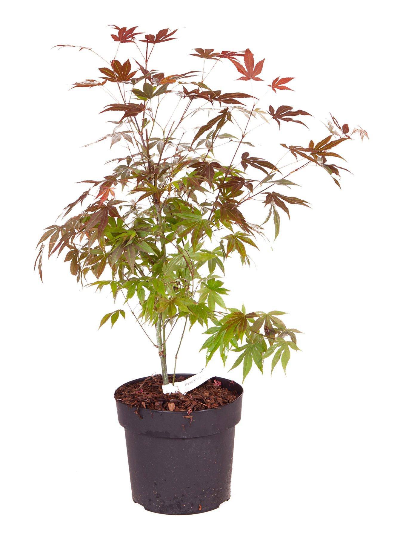  image of you-garden-acer-atropurpureum-red-maple-3l-60cm-tall