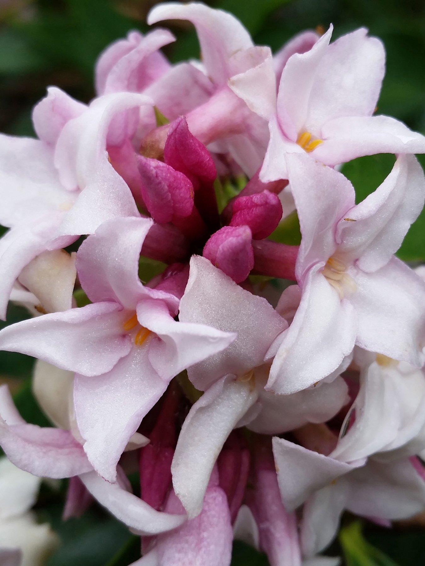 Image 1 of 5 of You Garden Hardy Daphne 'Perfume Princess'