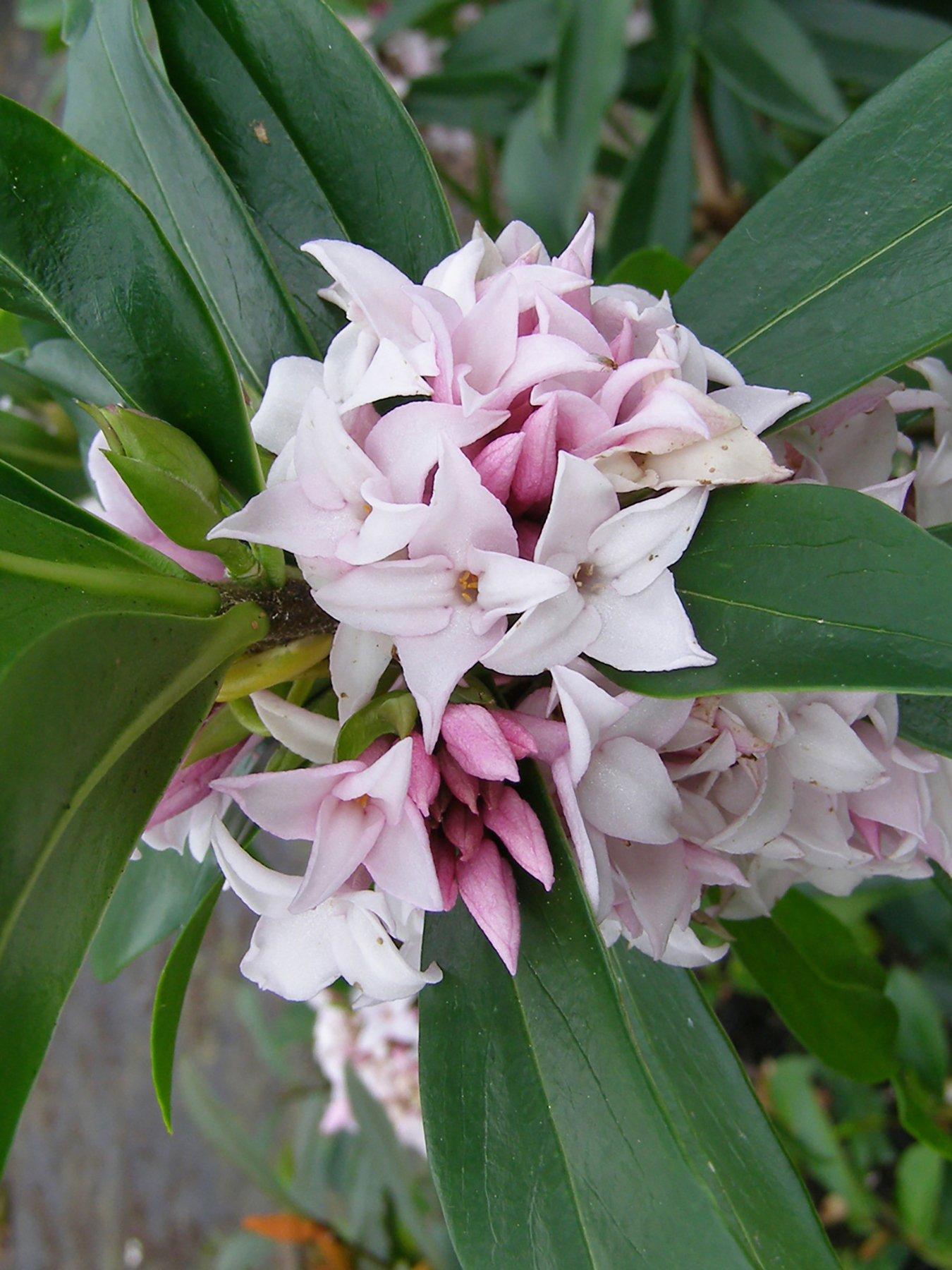 Image 2 of 5 of You Garden Hardy Daphne 'Perfume Princess'