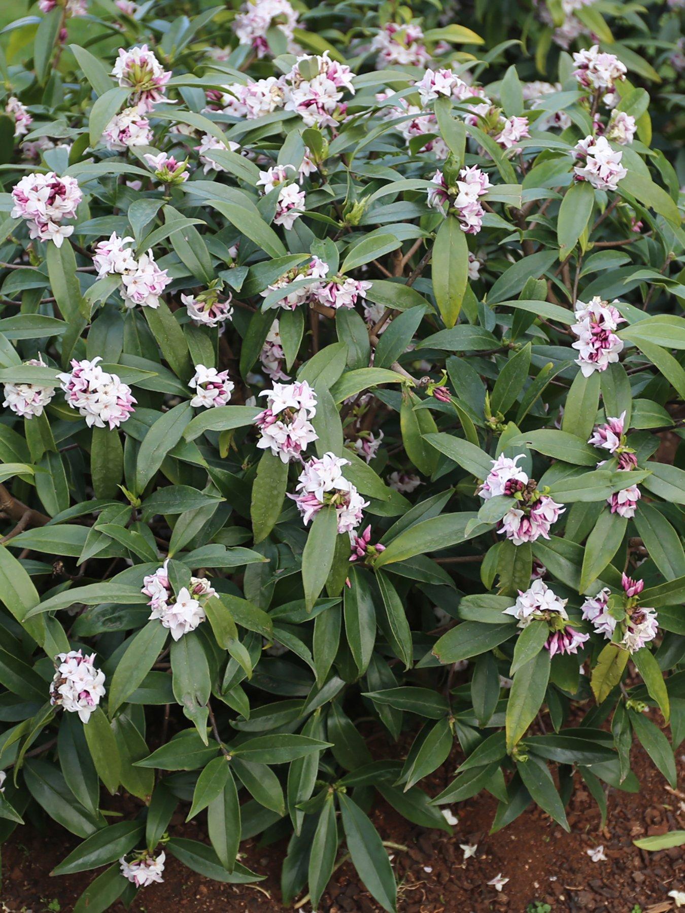 Image 3 of 5 of You Garden Hardy Daphne 'Perfume Princess'