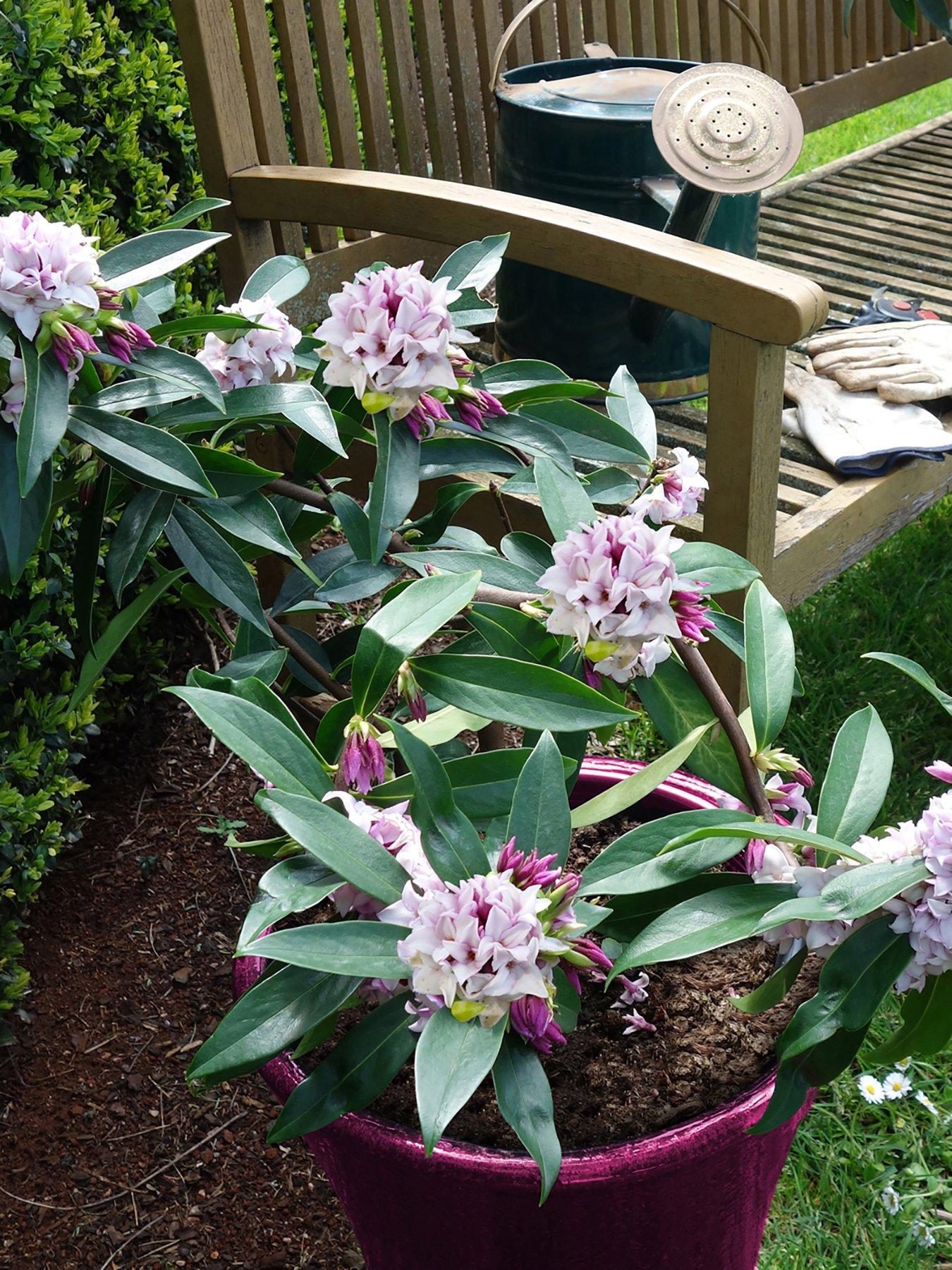 Image 4 of 5 of You Garden Hardy Daphne 'Perfume Princess'
