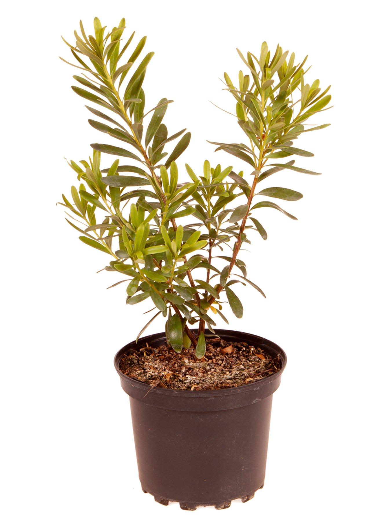 Image 5 of 5 of You Garden Hardy Daphne 'Perfume Princess'