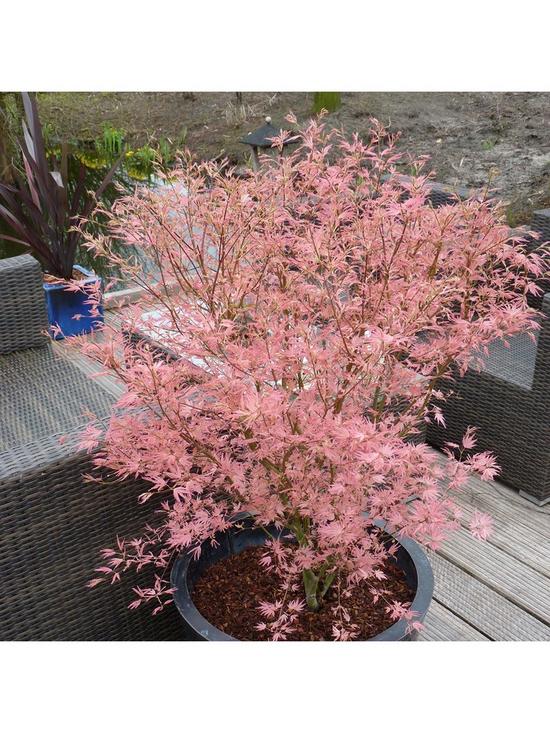front image of acer-taylor-3l-pot-50cm-tall-pink-leaves