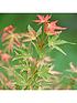  image of acer-taylor-3l-pot-50cm-tall-pink-leaves