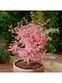  image of acer-taylor-3l-pot-50cm-tall-pink-leaves