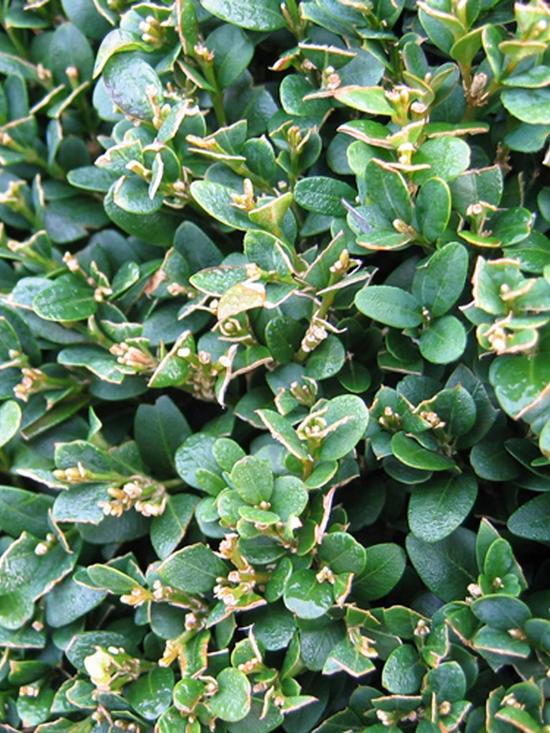 stillFront image of box-buxus-hedging-pack-10-plants-in-9cm-pots