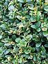  image of box-buxus-hedging-pack-10-plants-in-9cm-pots