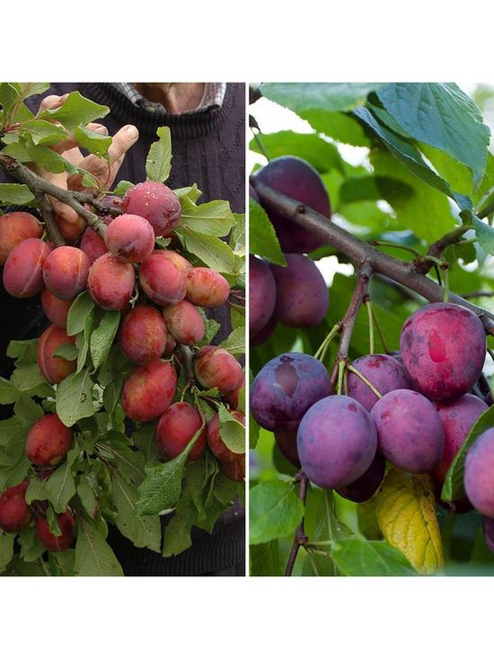 front image of duo-plum-tree-2-varieties-on-1nbsptree--nbsp14m