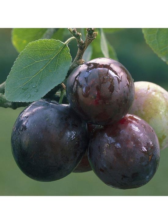 stillFront image of duo-plum-tree-2-varieties-on-one-tree-14m