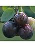  image of duo-plum-tree-2-varieties-on-1nbsptree--nbsp14m
