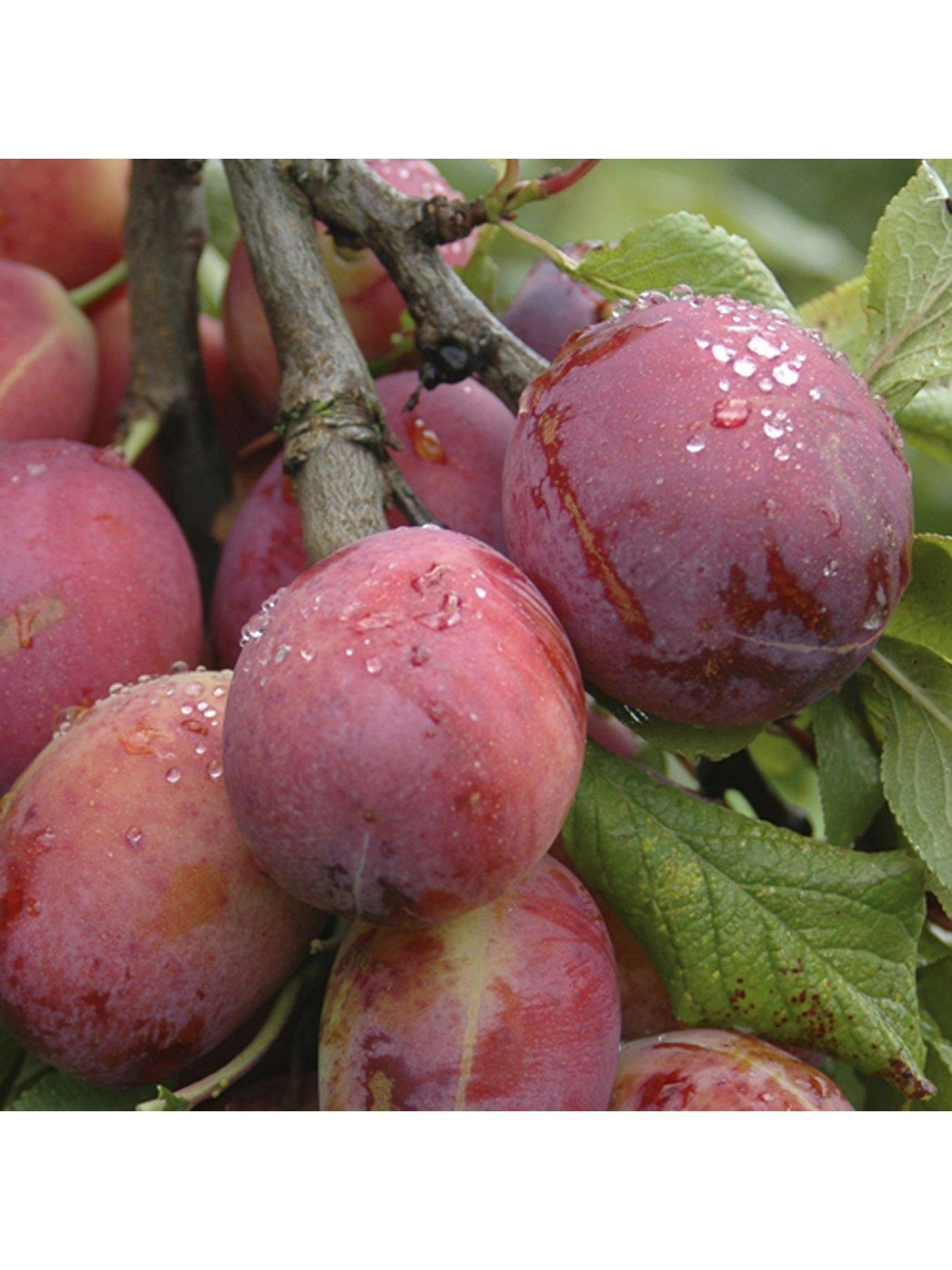 Image 3 of 5 of You Garden Duo Plum tree - 2 Varieties on 1&nbsp;Tree -&nbsp;1.4m