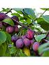  image of duo-plum-tree-2-varieties-on-one-tree-14m