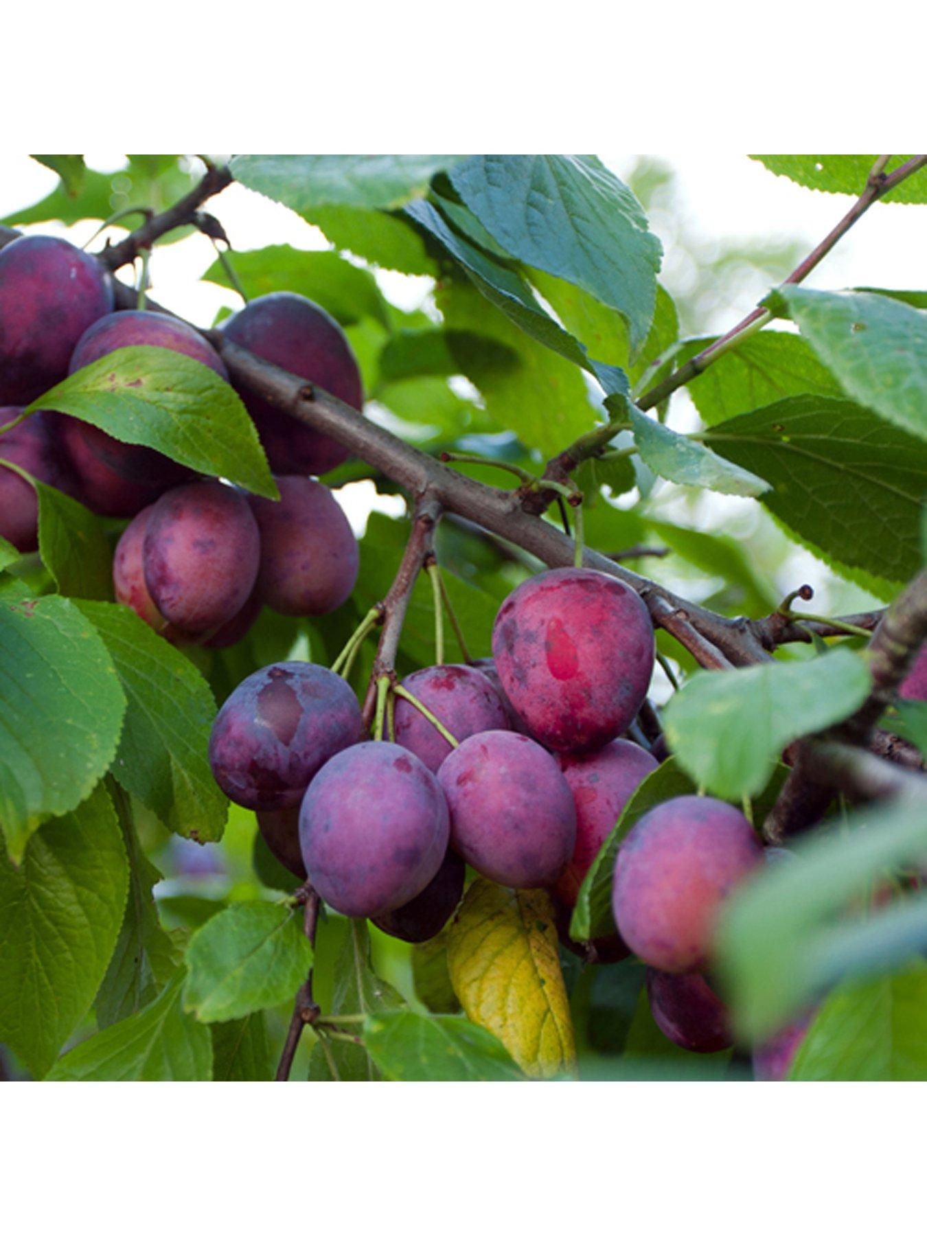 Image 4 of 5 of You Garden Duo Plum tree - 2 Varieties on 1&nbsp;Tree -&nbsp;1.4m