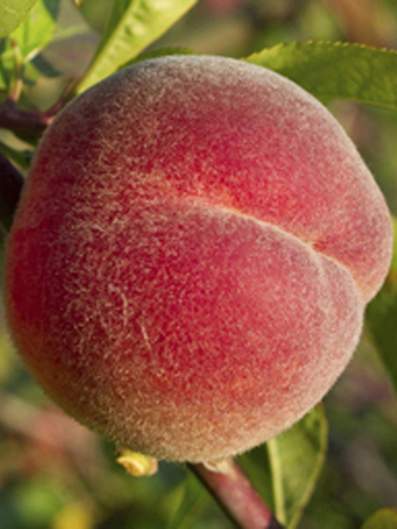  image of you-garden-peach-red-haven-14m-bare-root-tree