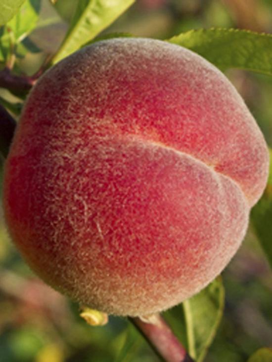 front image of peach-red-haven-14m-bare-root-tree