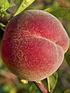  image of peach-red-haven-14m-bare-root-tree