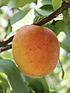  image of apricot-early-moorpark-14m-bare-root-tree