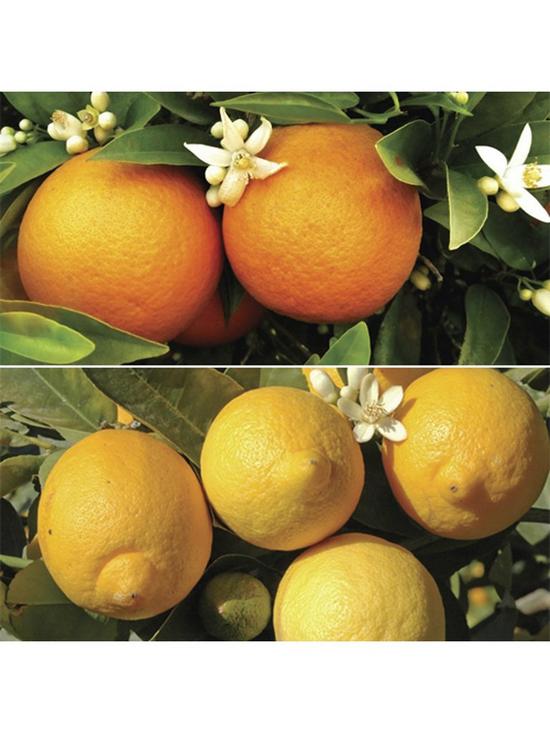 front image of orange-and-lemon-starter-tree-pair-in-9cm-pots