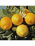  image of orange-and-lemon-starter-tree-pair-in-9cm-pots