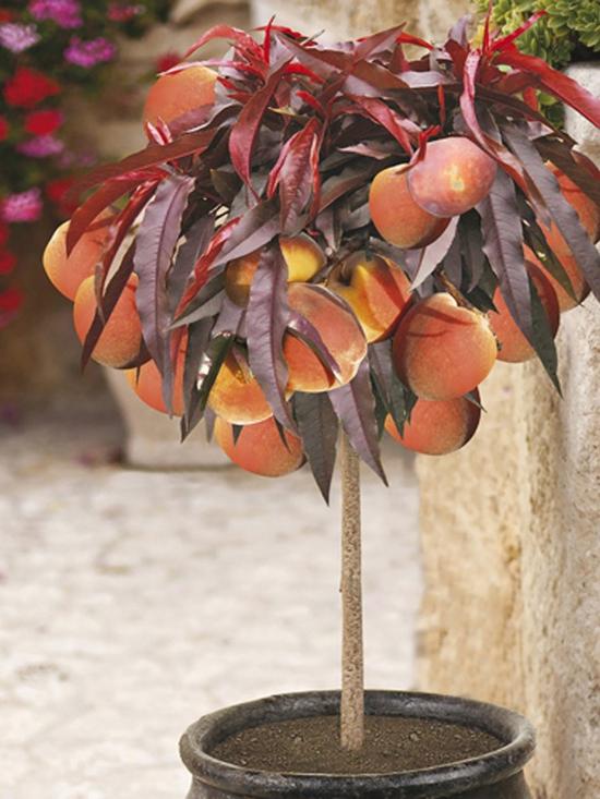 front image of red-leaf-patio-peach-crimson-bonfire-bare-root