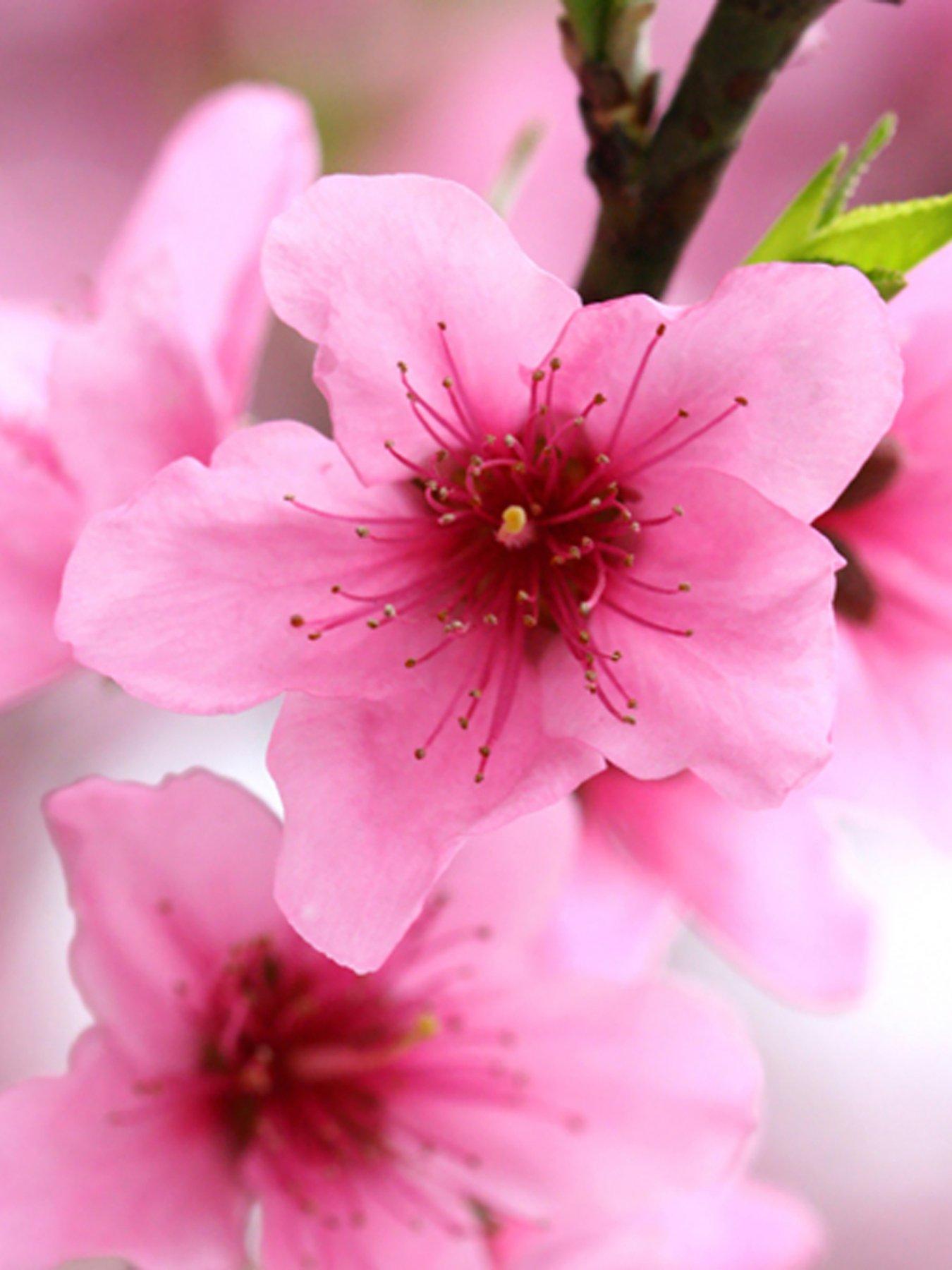  image of you-garden-red-leaf-patio-peach-crimson-bonfire-bare-root