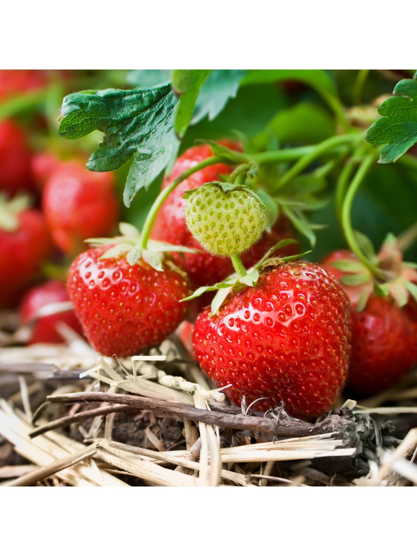 you-garden-pack-20-strawberry-cambridge-favourite-runners