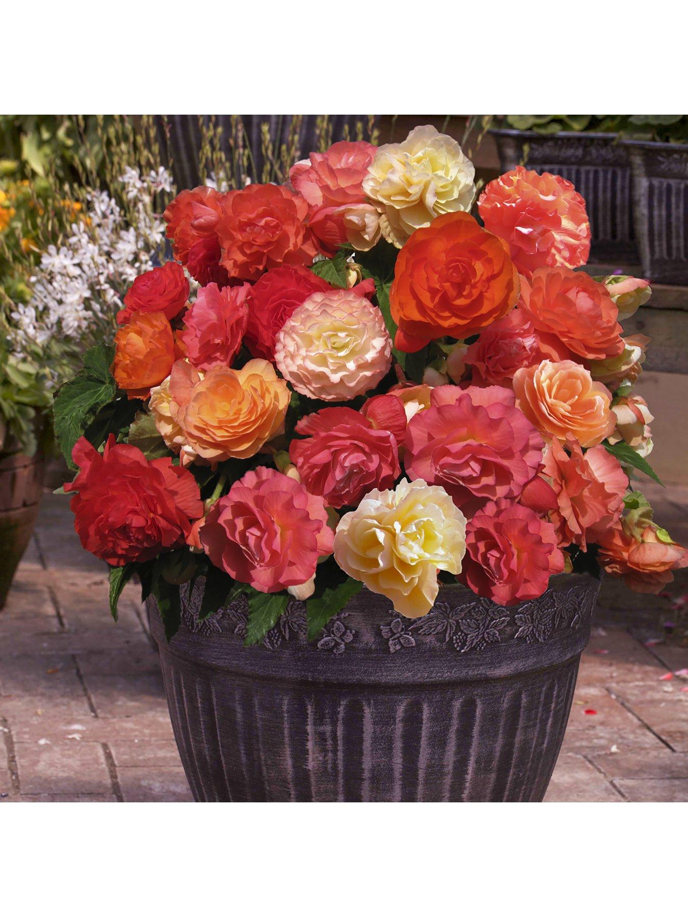 You Garden Fragrant Begonia 'Heaven Scent' x 10 corms