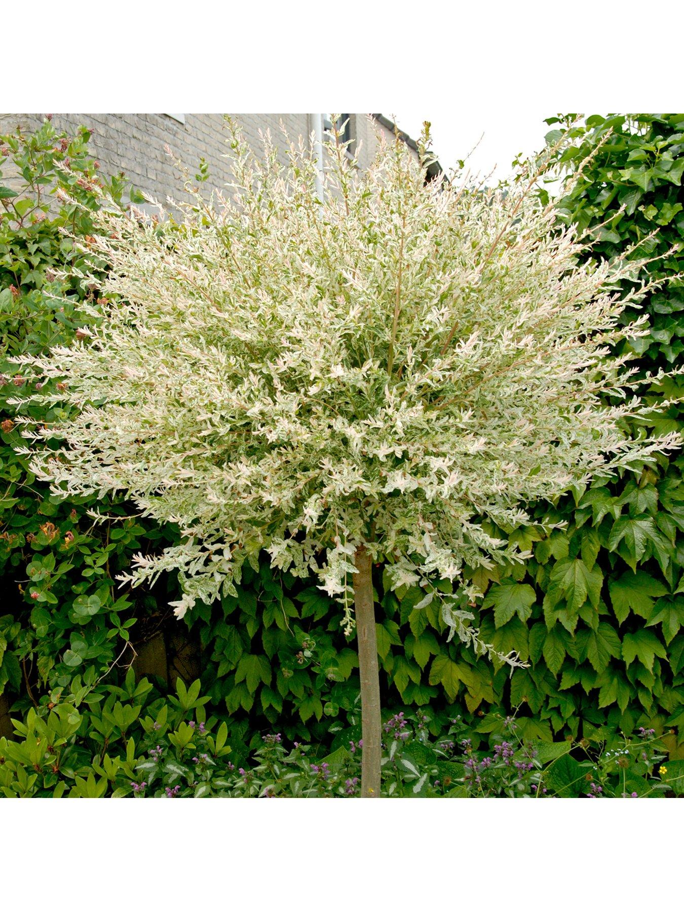 you-garden-flamingo-willow-salix-integra-hakuro-nishiki-standard