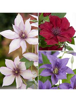 Very  Boulevard Patio Clematis Collection - 3 Colours In 10.5Cm Pot