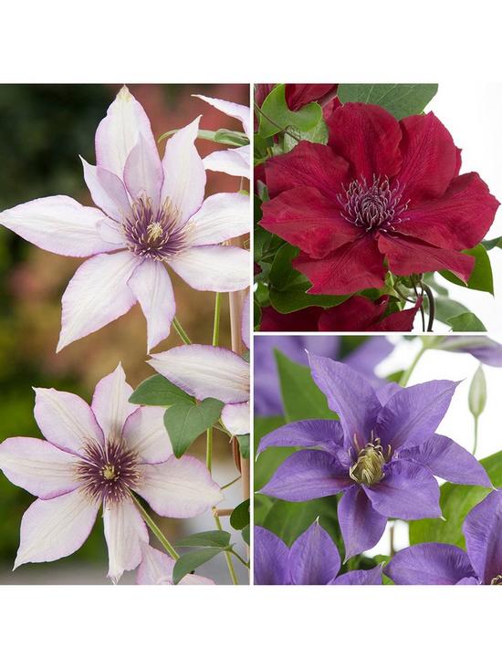 front image of boulevard-patio-clematis-collection-3-colours-in-105cmnbsppot