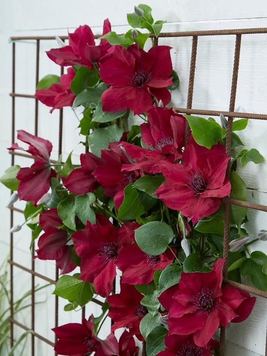 stillFront image of boulevard-patio-clematis-collection-3-colours-in-105cmnbsppot