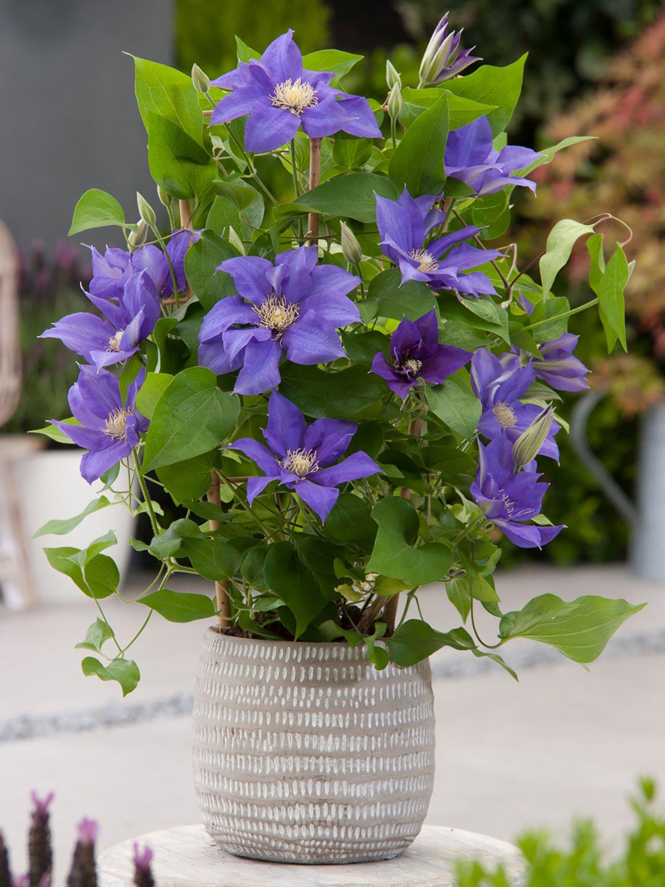  image of boulevard-patio-clematis-collection-3-colours-in-105cmnbsppot