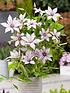  image of boulevard-patio-clematis-collection-3-colours-in-105cmnbsppot