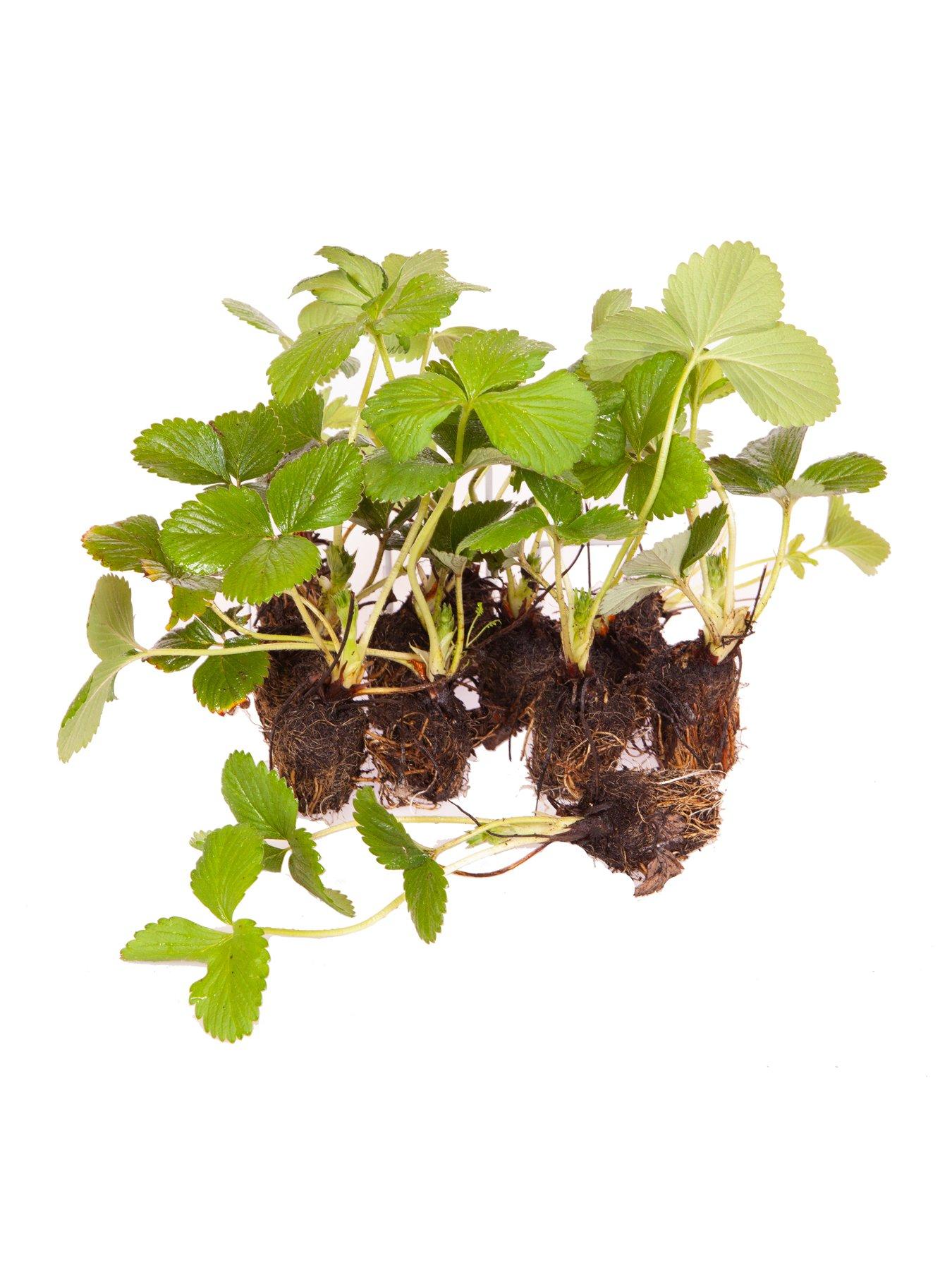 you-garden-pack-12-strawberry-sweet-colossus-plug-plants