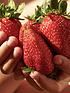  image of pack-12-strawberry-sweet-colossus-plug-plants