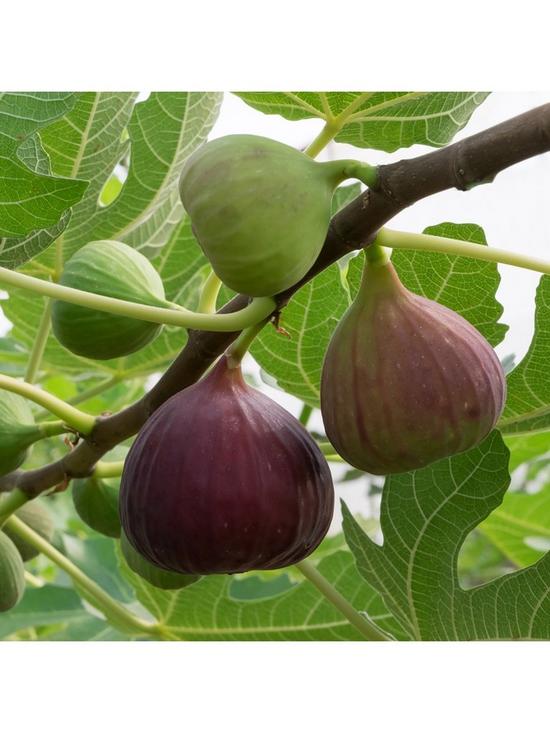 front image of fig-tree-brown-turkey-standard-form-12-14m-tall