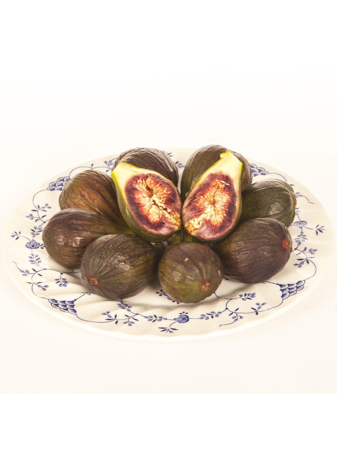  image of you-garden-fig-tree-brown-turkey-standard-form-12-14m-tall