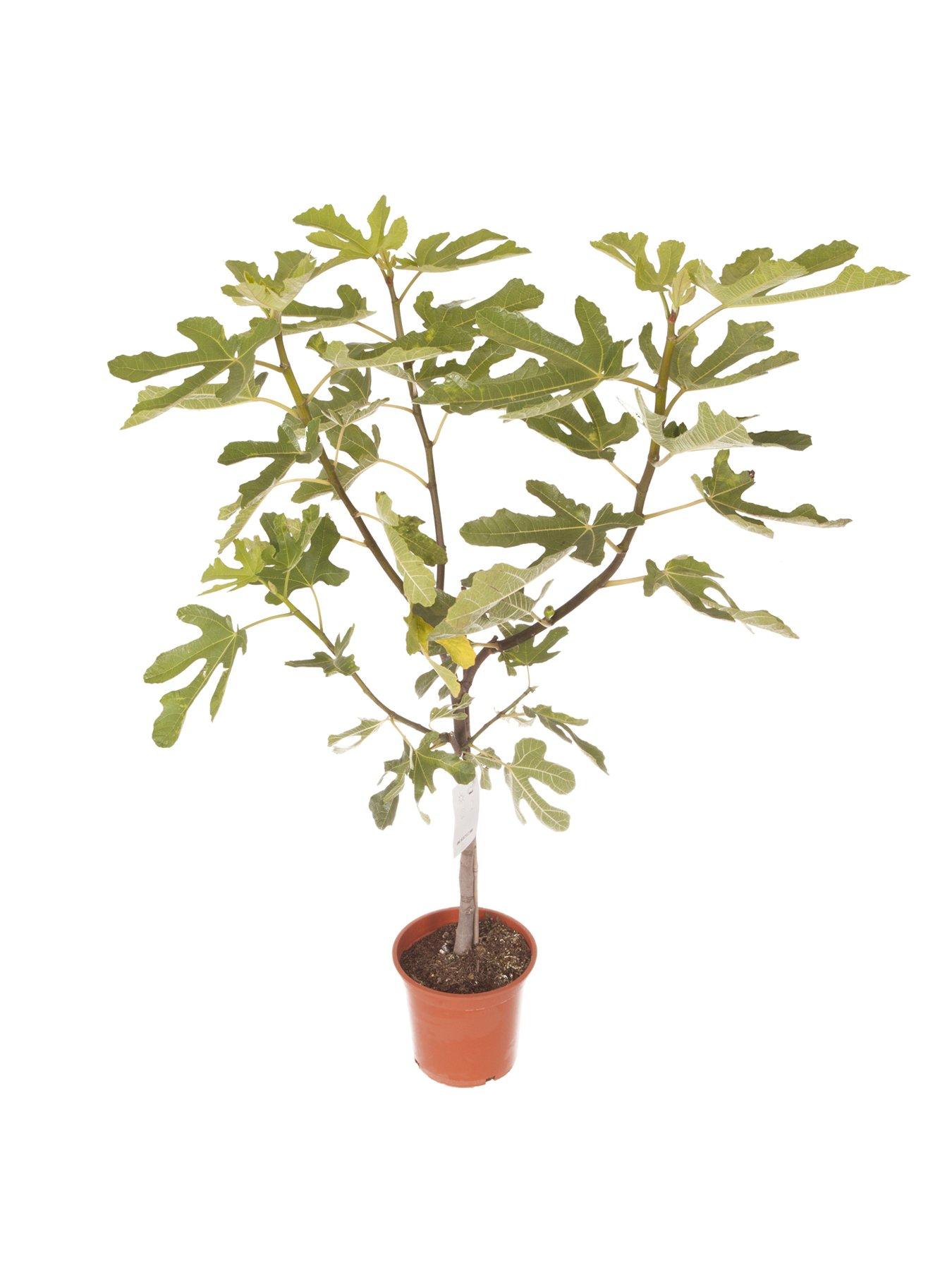  image of you-garden-fig-tree-brown-turkey-standard-form-12-14m-tall