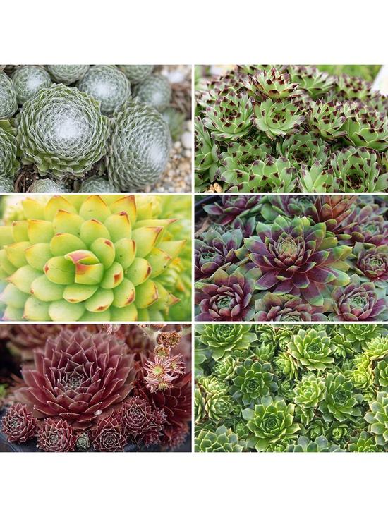 front image of sempervivum-succulent-collection-set-of-12-plug-plants